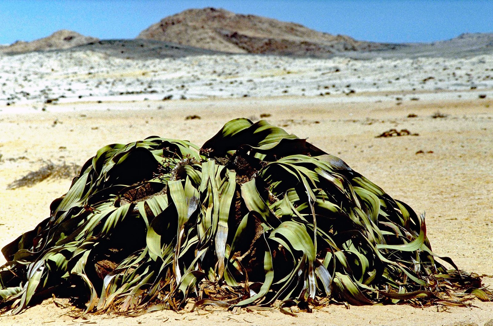 Namibe Welwítschia